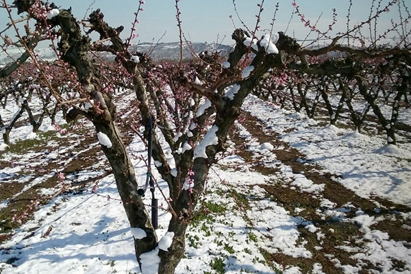 alberi neve ssalvo h