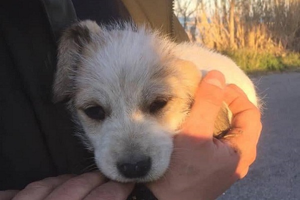 cane abbandonato punta aderci h