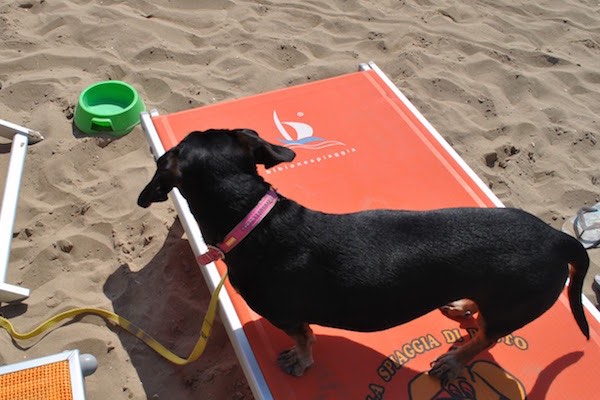 cani spiaggia guinzaglio h