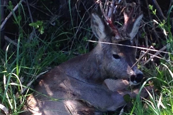 capriolo ferito soccorso vasto 10 ap h