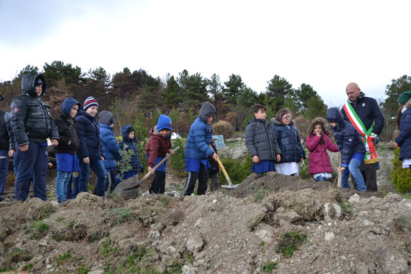 festa albero liscia h