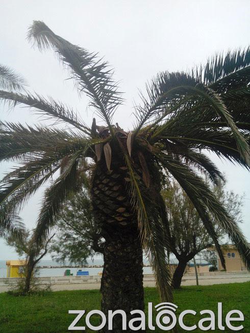 Una palma attaccata a San Salvo Marina