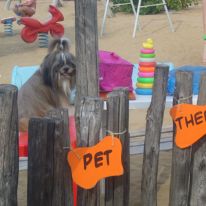 pet therapy spiaggia q