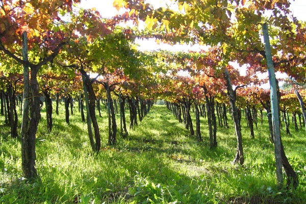 vigna generica regione abruzzo h