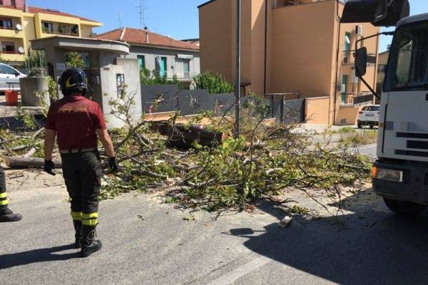 abbattimento albero viadotto histonium h