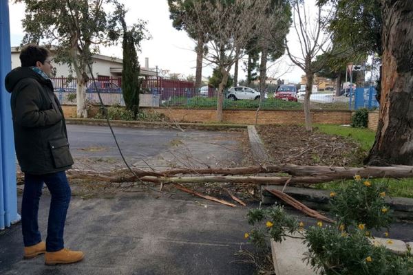 albero caduto incoronata h