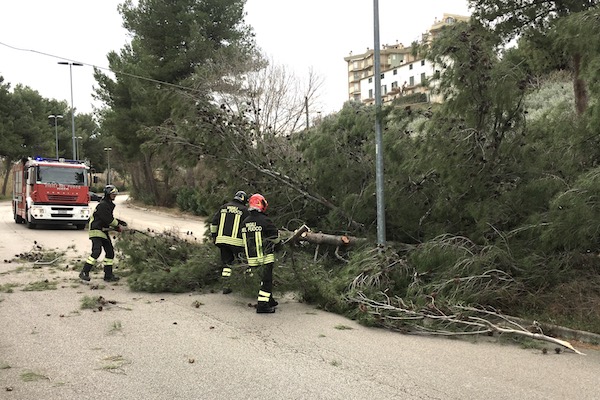 albero caduto mario molino h