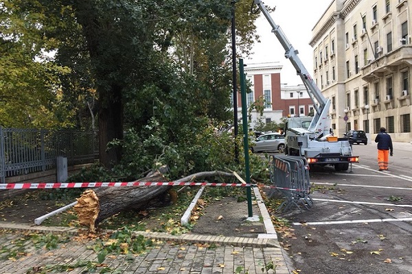 albero caduto pescara h