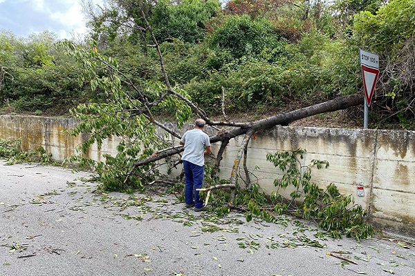 albero caduto via molino h