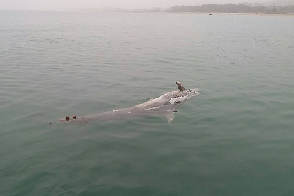 carcassa delfino pontile h