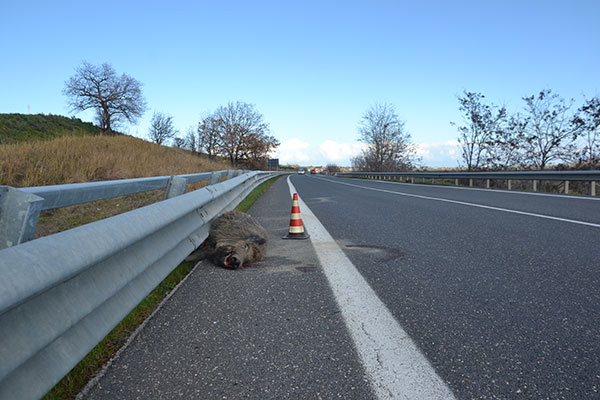 cignale trignina febbraio h