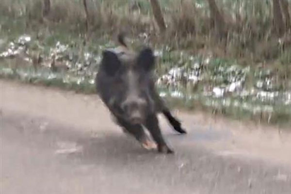 cinghiale che corre h