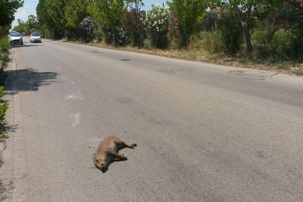 cinghiale cucciolo viadelporto h