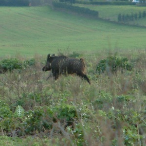 cinghiale q