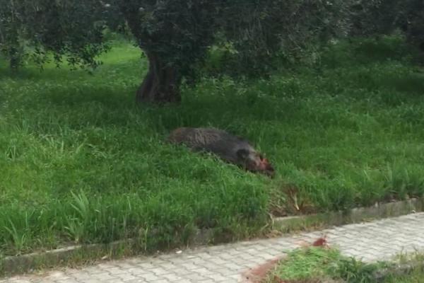 cinghiale san lorenzo h