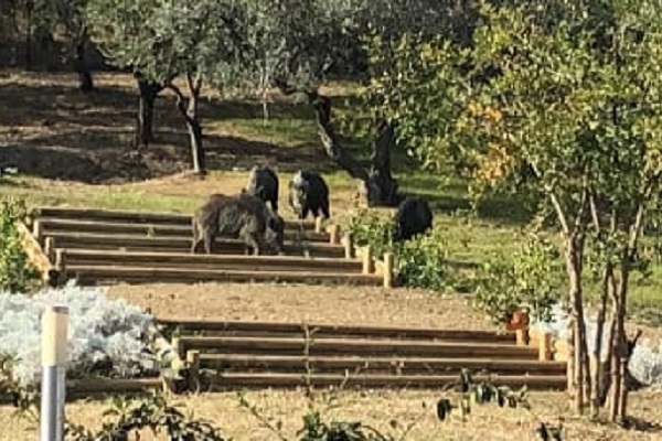 cinghiali villa santantonio h