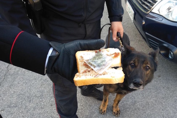 droga panino scuola h