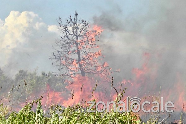 incendio selvotta alberi h