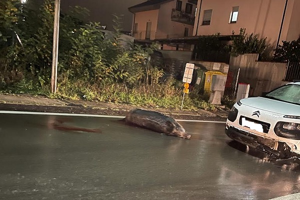 incidente auto cinghiale via cardone h