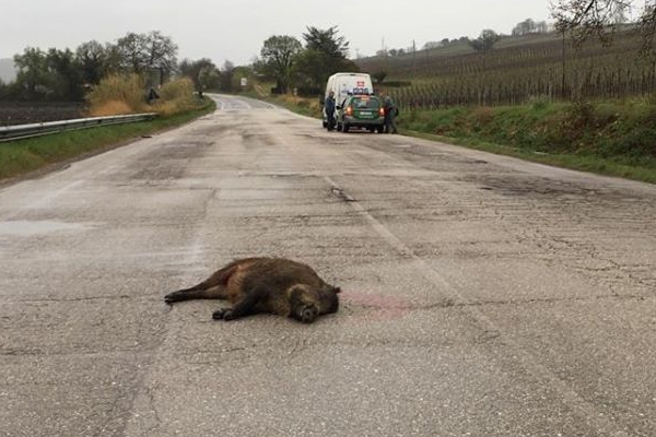 incidente cinghiale pollutri 26mar2019 600 400 1553588587