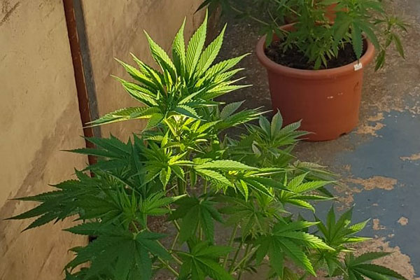 marjuana piante lanciano h