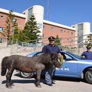 pony polizia 300