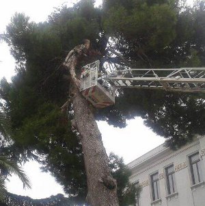 ramo albero piazza q