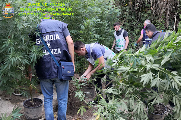 sequestro marijuana bosco h