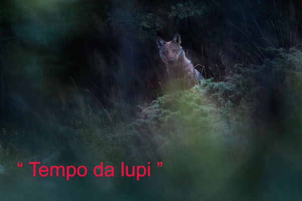 mostra tempo da lupi h