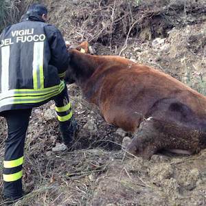 vigili del fuoco mucca q