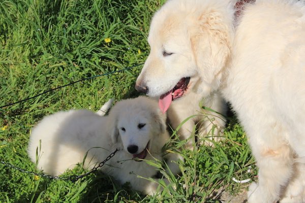 cani pastori abruzzesi h