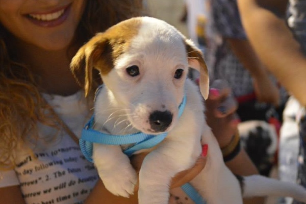 sfilata canina monteodorisio serata cane h