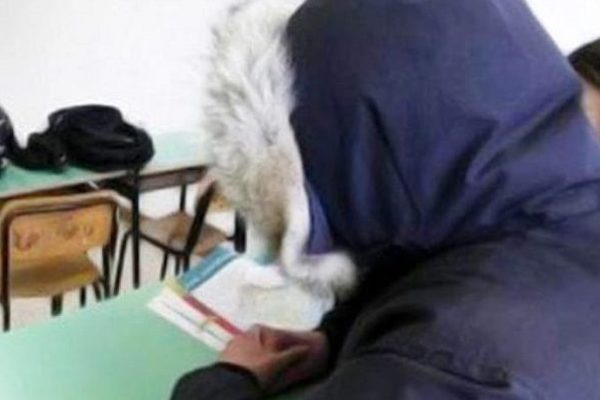 termosifoni scuole h