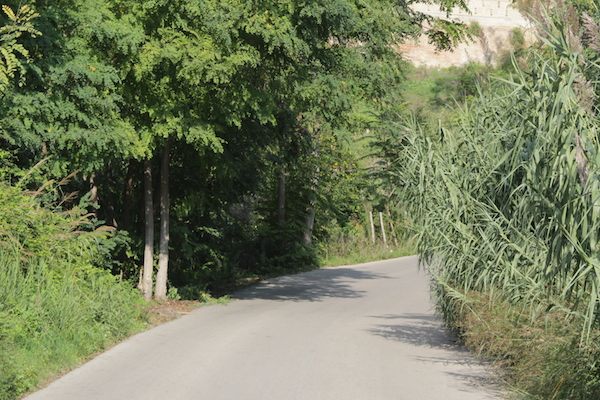 fosso anghella vegetazione pericolosa h